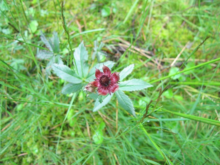 Potentilla palustris